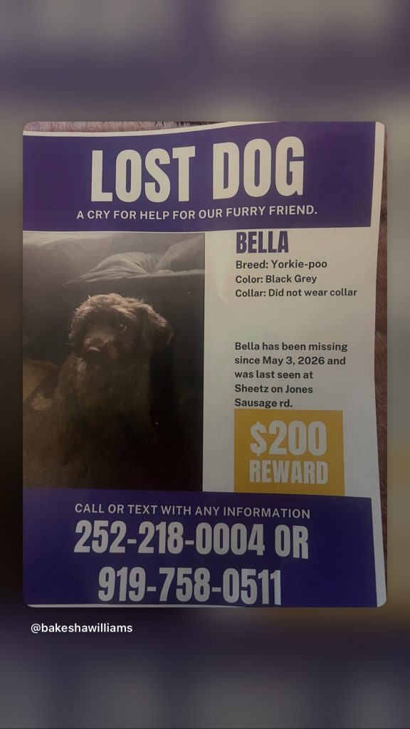 Bella, lost dog, Yorki poo