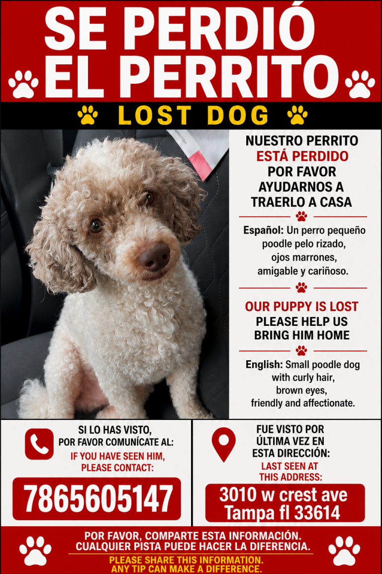 Beily, lost dog, Poodle