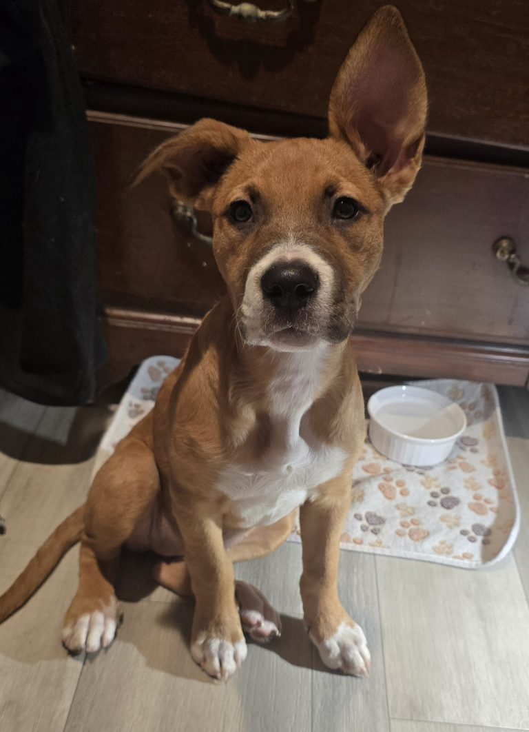 Pup Pup, lost dog, American staffordshire terrier
