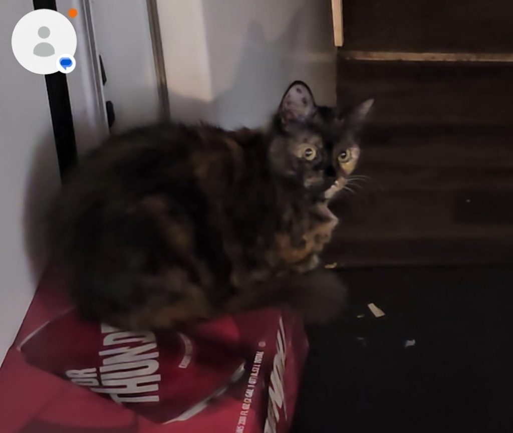 Pooty Poot, lost cat, Calico