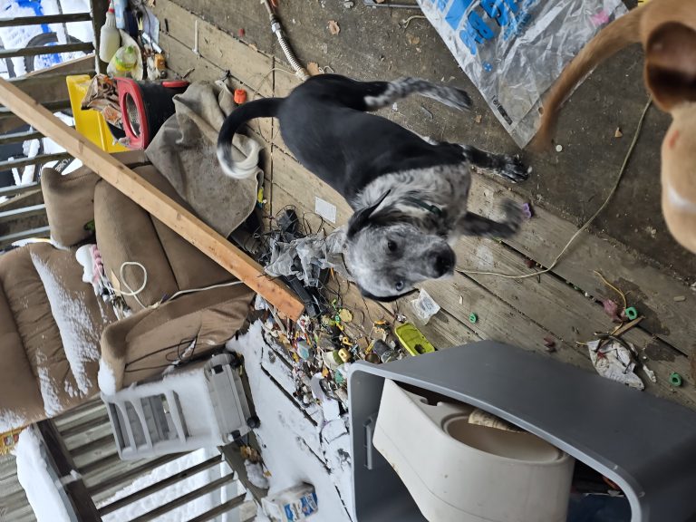 Prince, lost dog, Cockapoo and pit