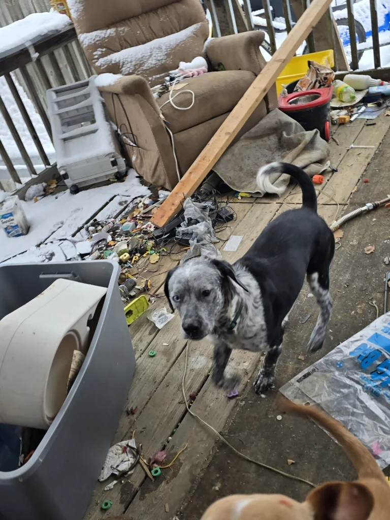 Prince, lost dog, Cockapoo and pit