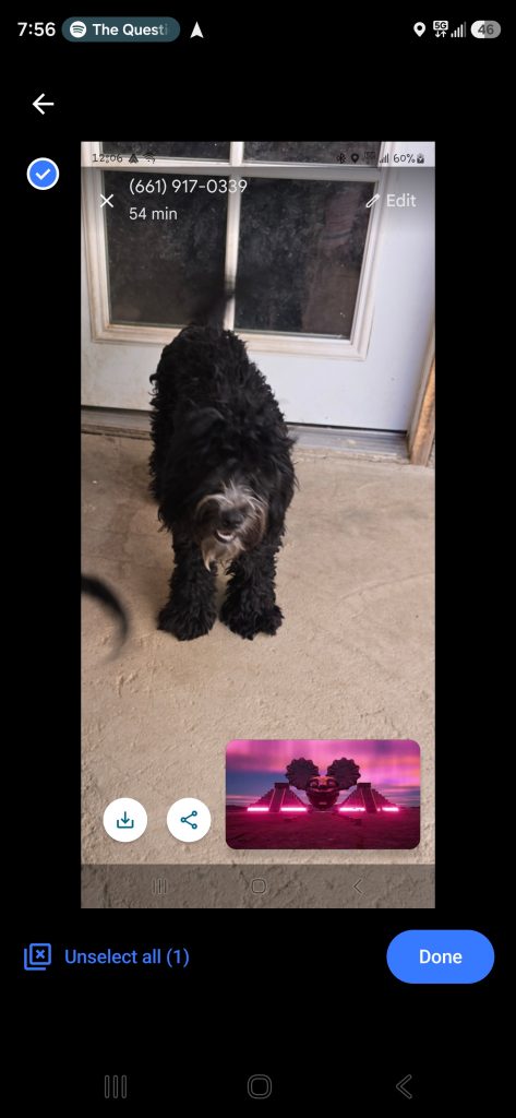 Clea, lost dog, Whoodle