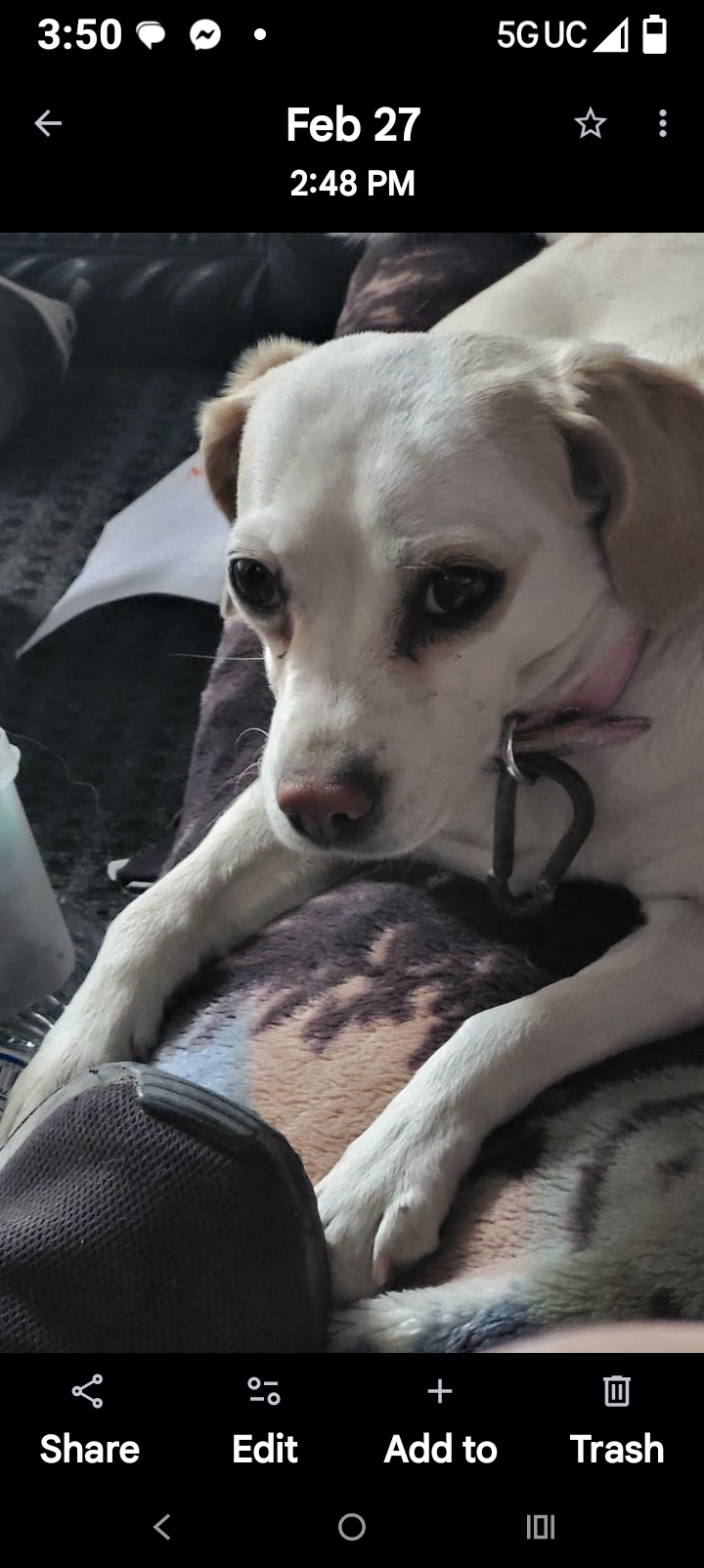 Kaleena, lost dog, Cockapoo
