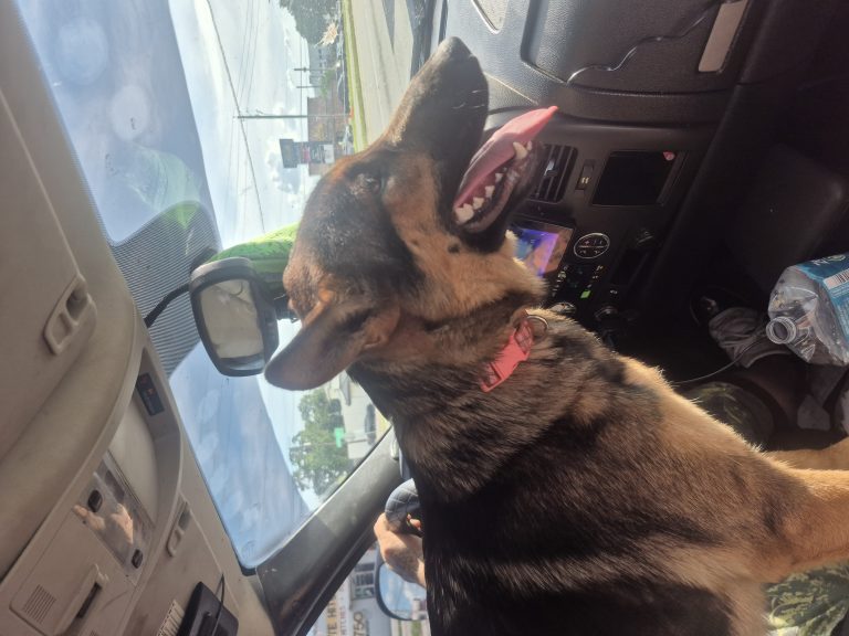 Lilly, lost dog, German shepherd