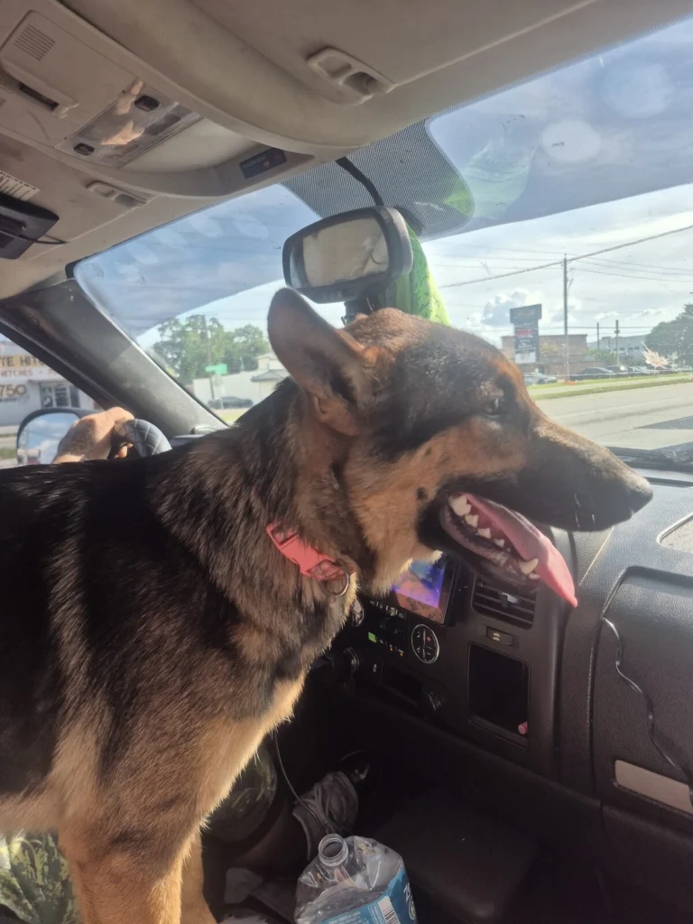 Lilly, lost dog, German shepherd