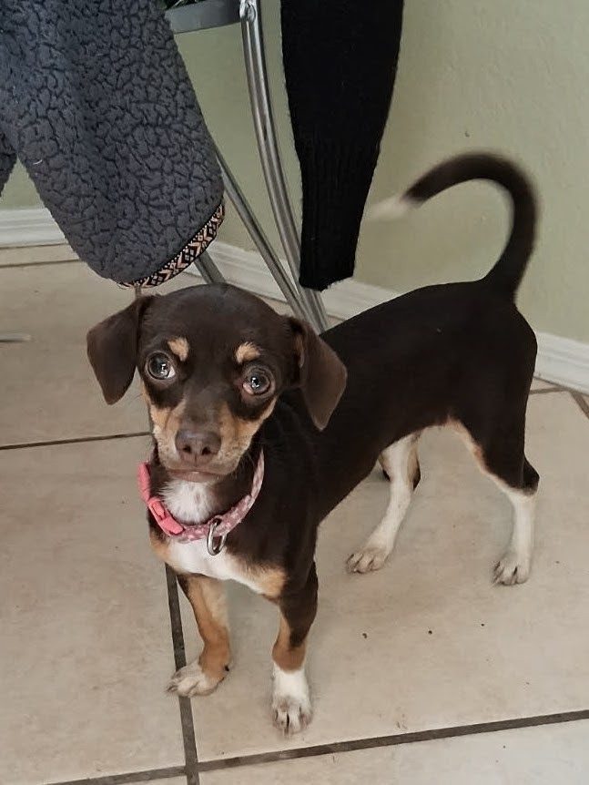 Baby, lost dog, Miniature Pinscher