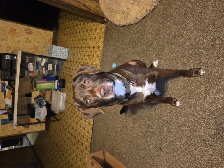 Jake, lost dog, Chocolate lab mix