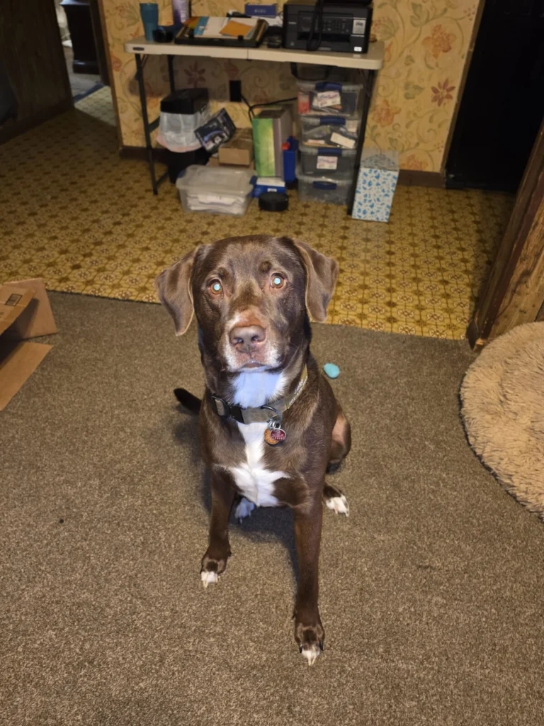 Jake, lost dog, Chocolate lab mix
