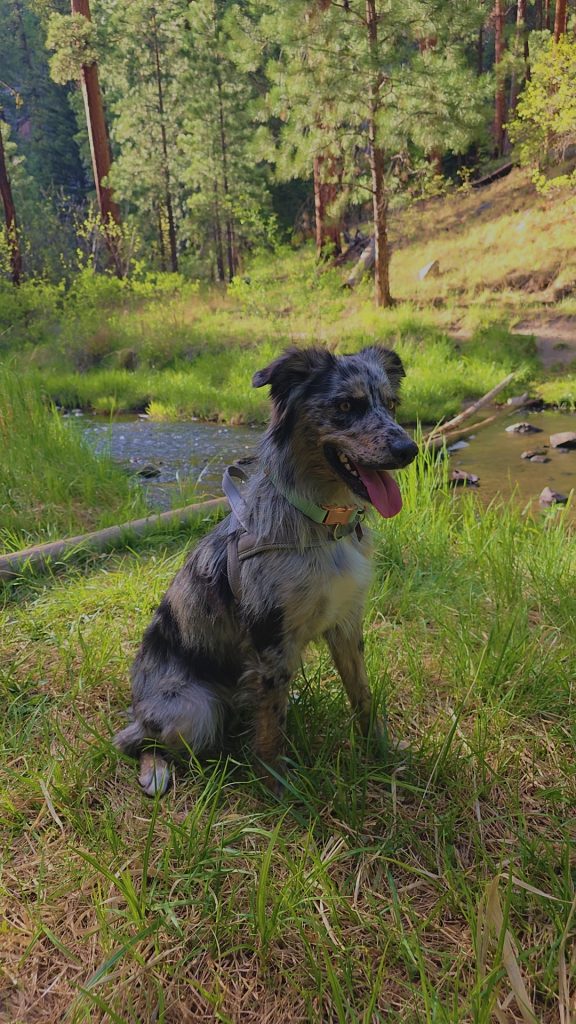 Nyla, lost dog, Ausie Border collie blue heeler mix