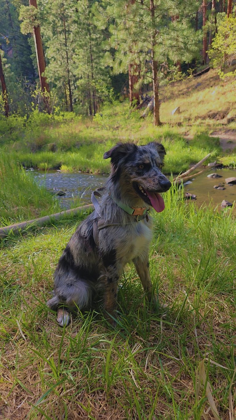 Nyla, lost dog, Ausie Border collie blue heeler mix