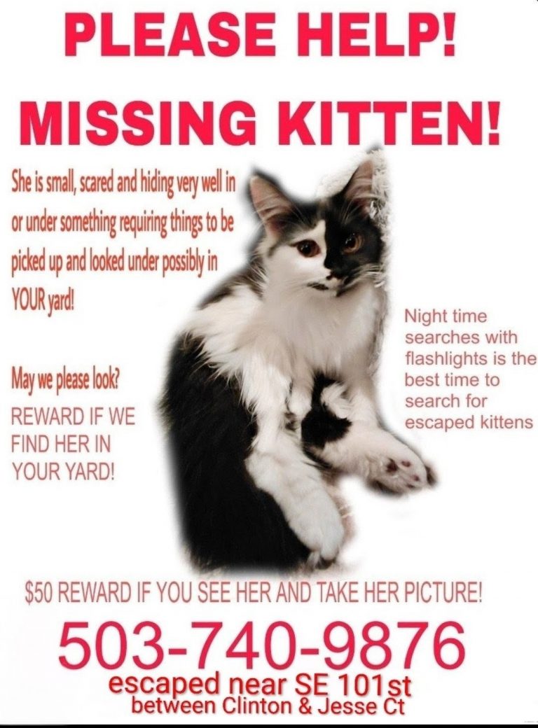 Baby, lost cat, Domestic longhair