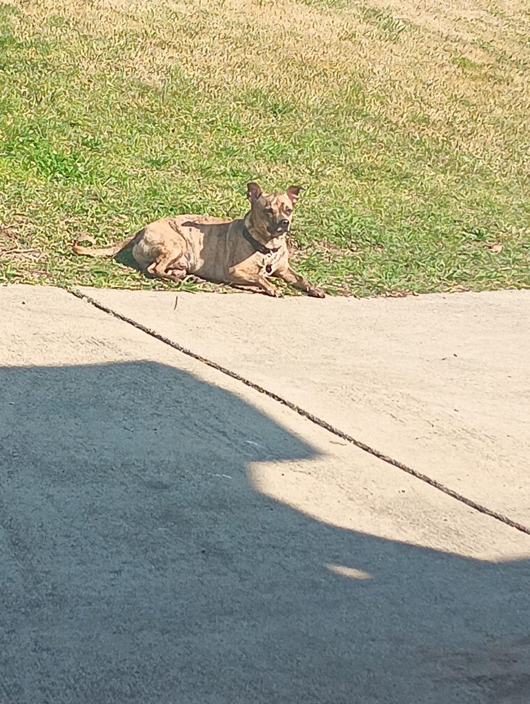 Doobie, lost dog, terrier fist mix