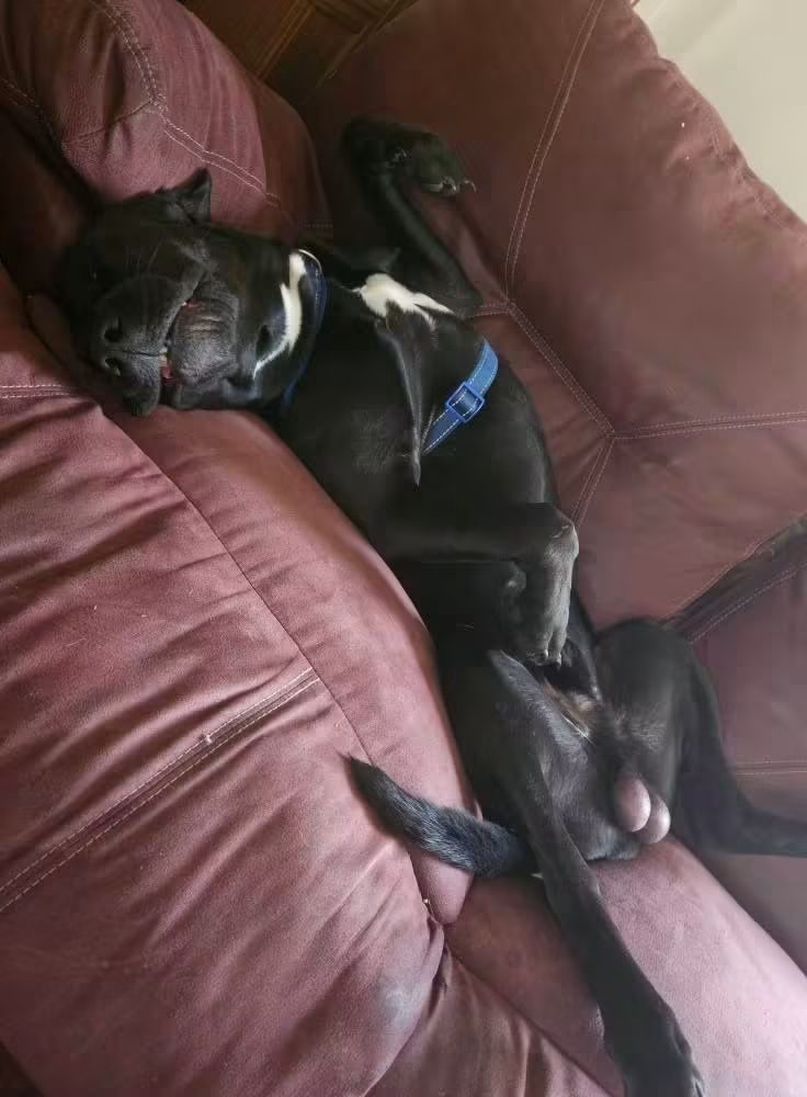 Raiden, lost dog, Black lab/pit