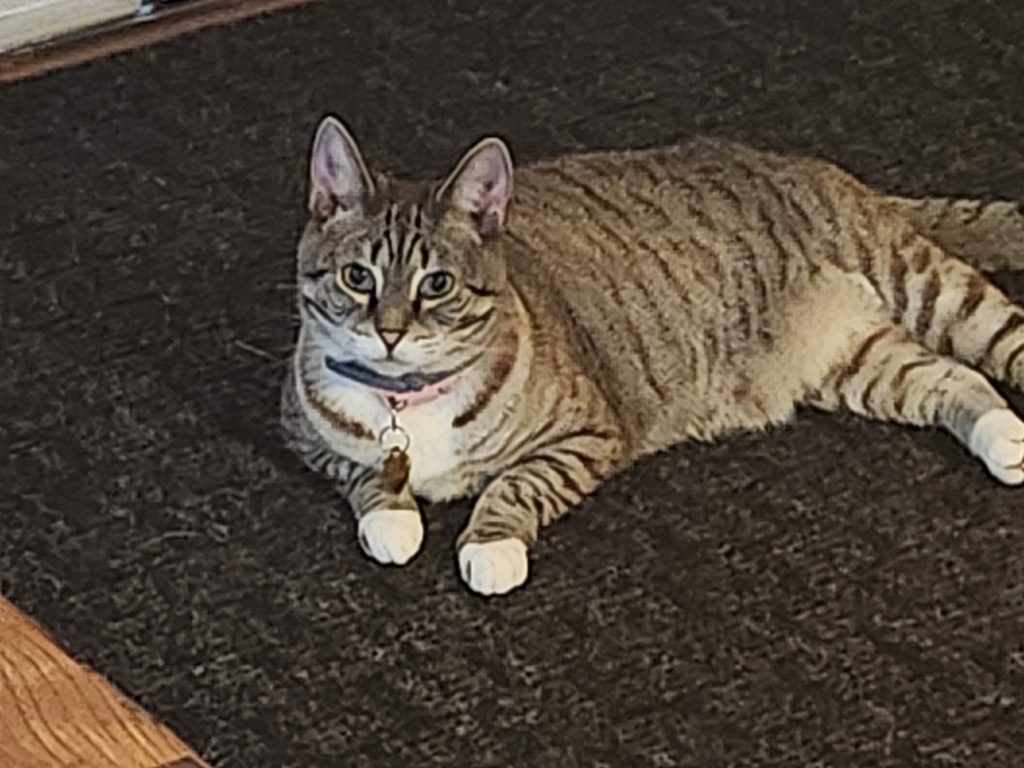 Luna, lost cat, Simple mix