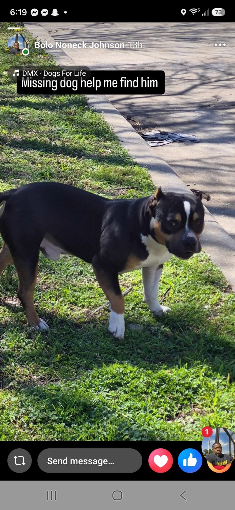 Bolo, lost dog, Micro bully
