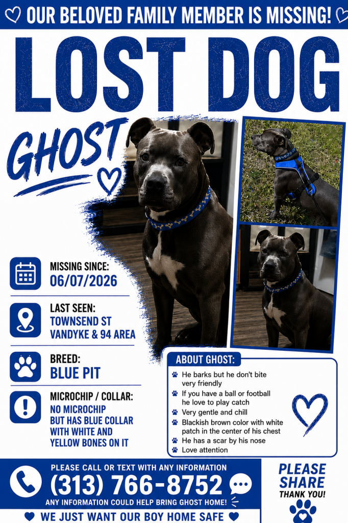 Ghost, lost dog, Pit bull