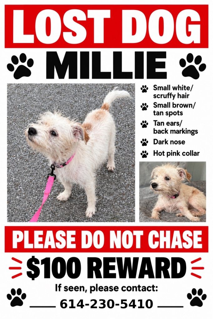Millie, lost dog, Jack Russell Terrier mix