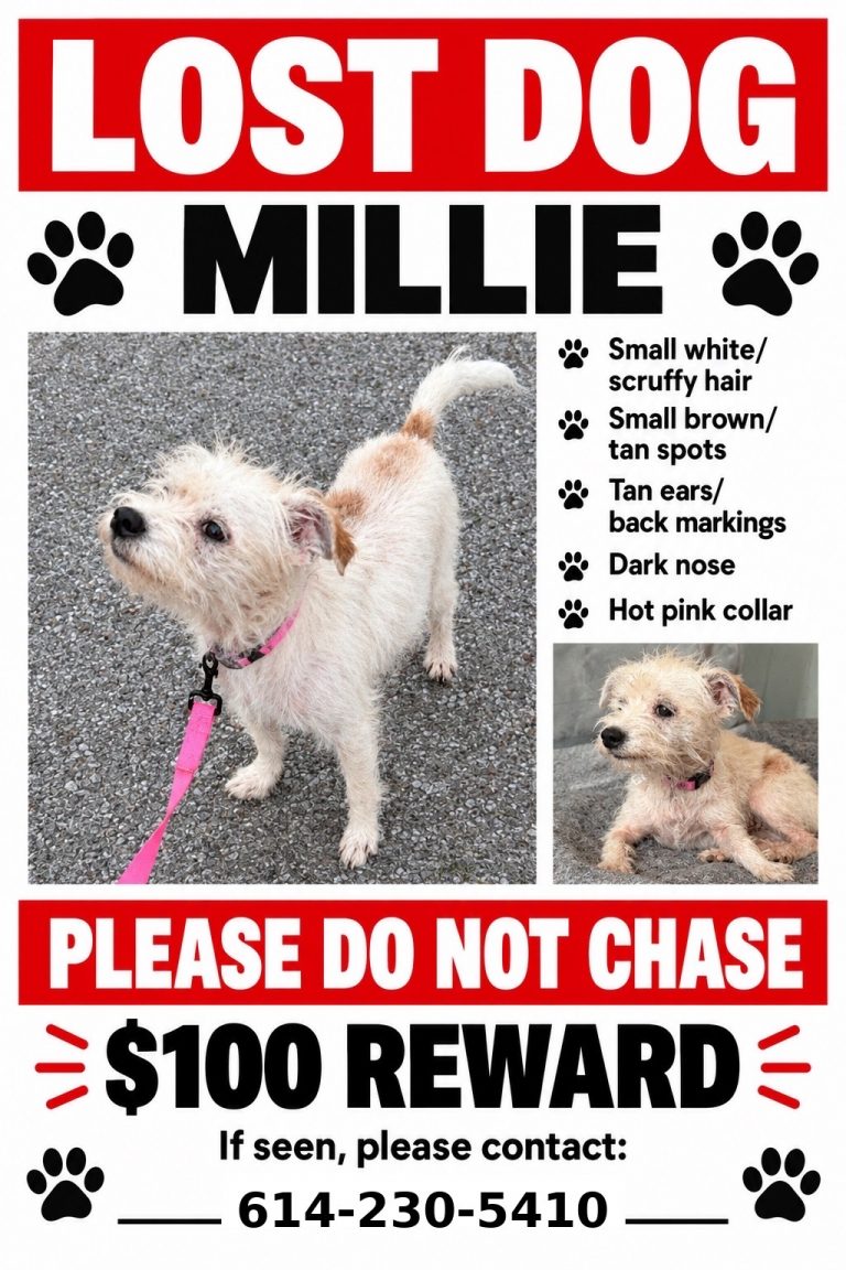 Millie, lost dog, Jack Russell Terrier mix