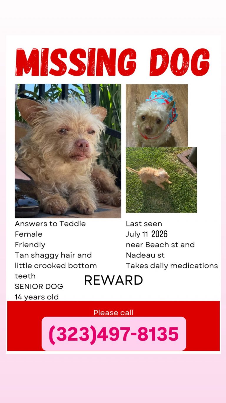 Teddie, lost dog, Chihuahua mix
