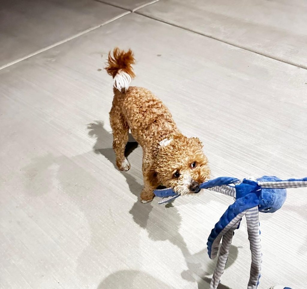 Luigi, lost dog, French poodle