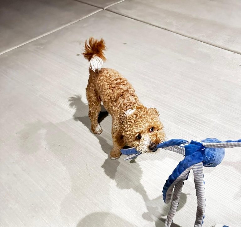Luigi, lost dog, French poodle