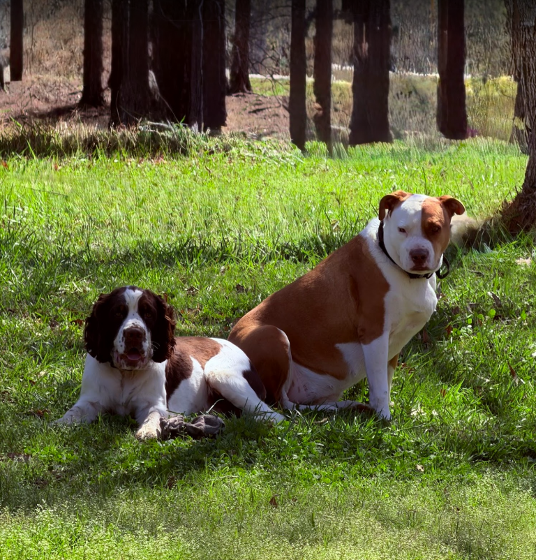 Finley, lost dog, English Springer Spaniel