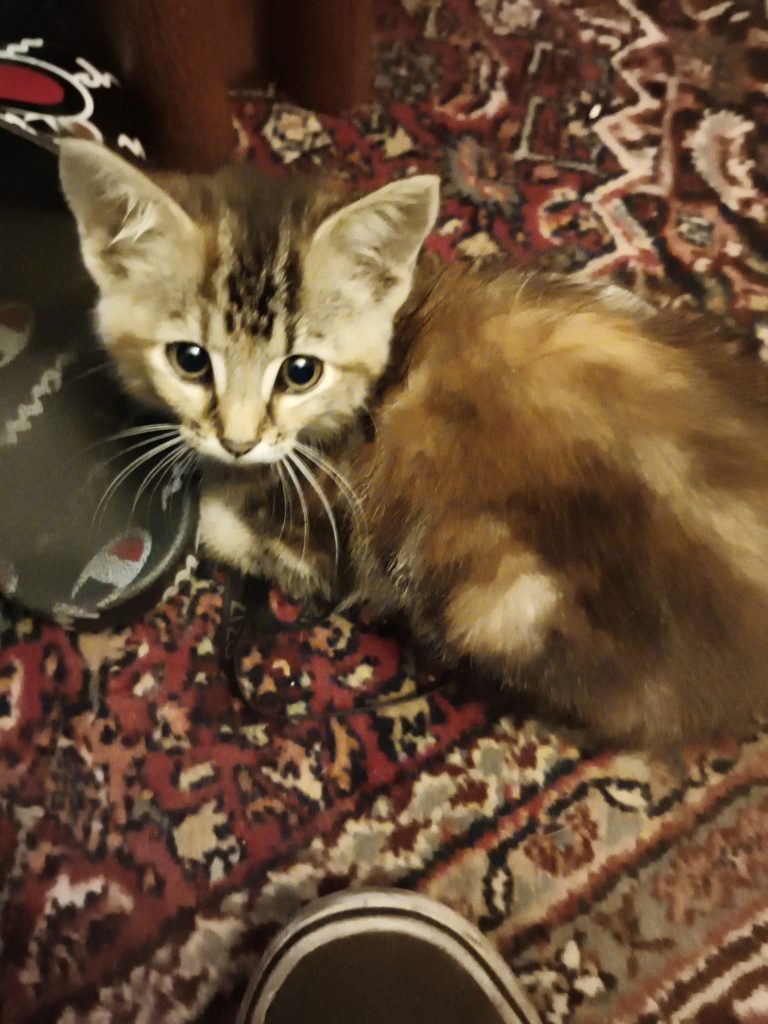Minnie, lost cat, Maincoones