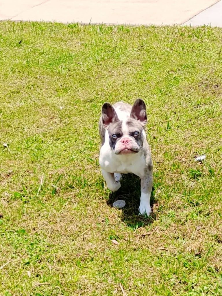 Chloe, lost dog, Frenchie