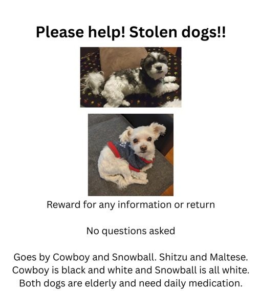 Cowboy, lost dog, Maltese/shihtzu