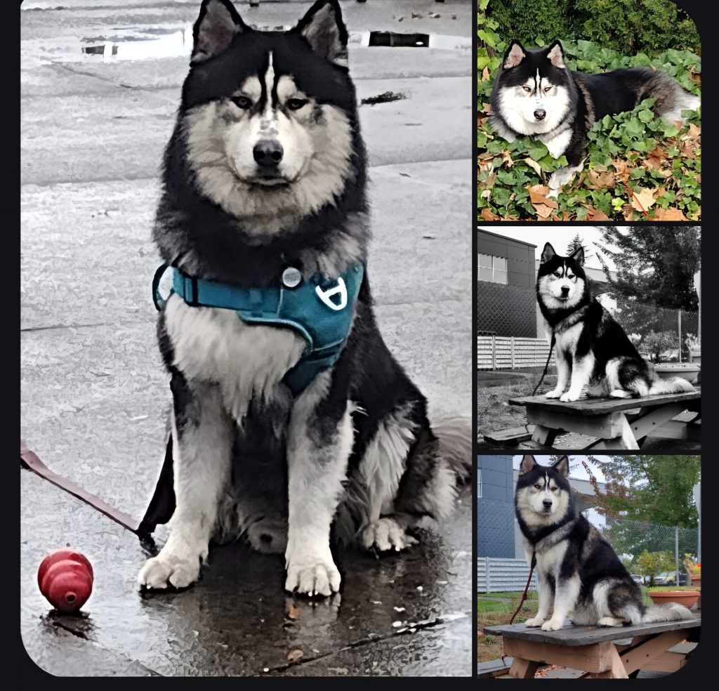 Caesar, lost dog, Husky malamute
