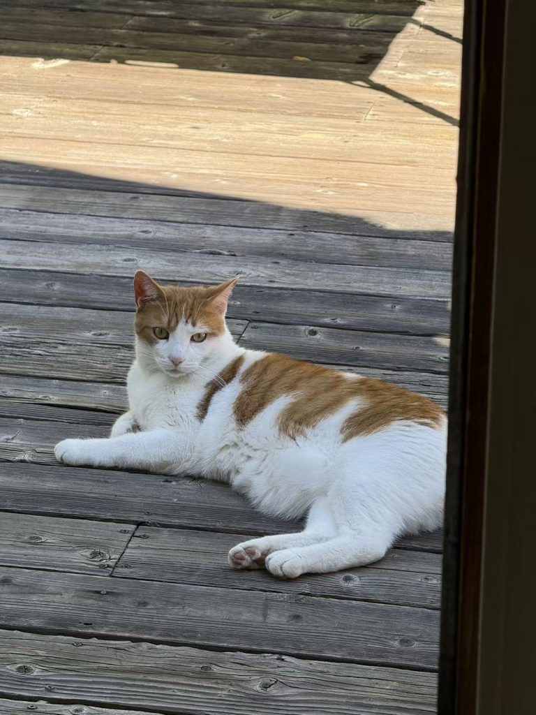 Pang, lost cat, American shorthair