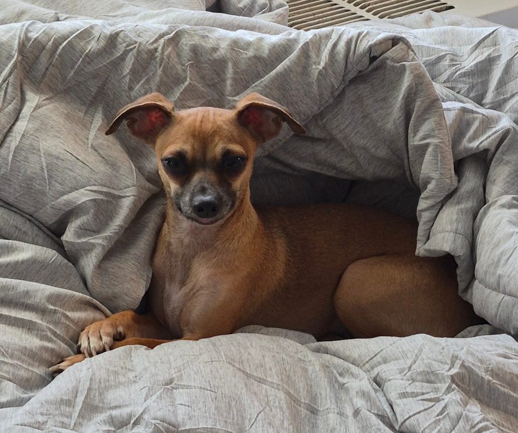Lil Bit, lost dog, Chihuahua