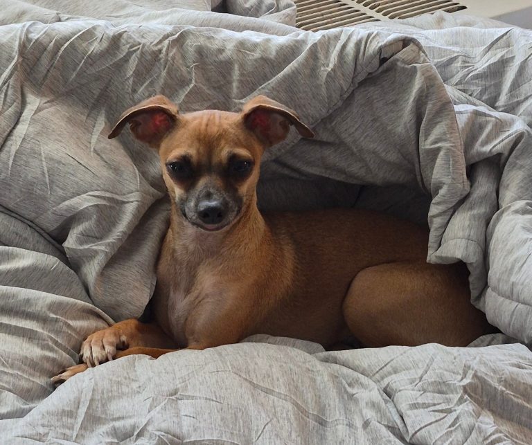 Lil Bit, lost dog, Chihuahua