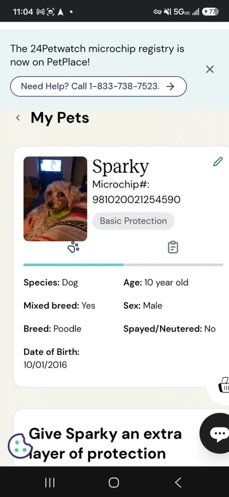Sparky, lost dog, Poodle mix