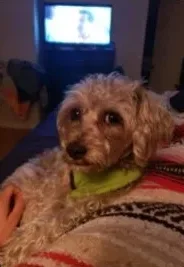 Sparky, lost dog, Poodle mix