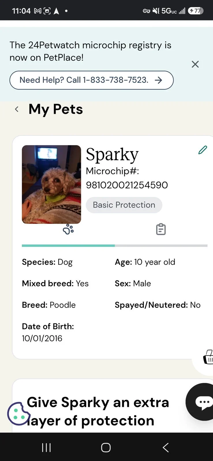 Sparky, lost dog, Poodle mix