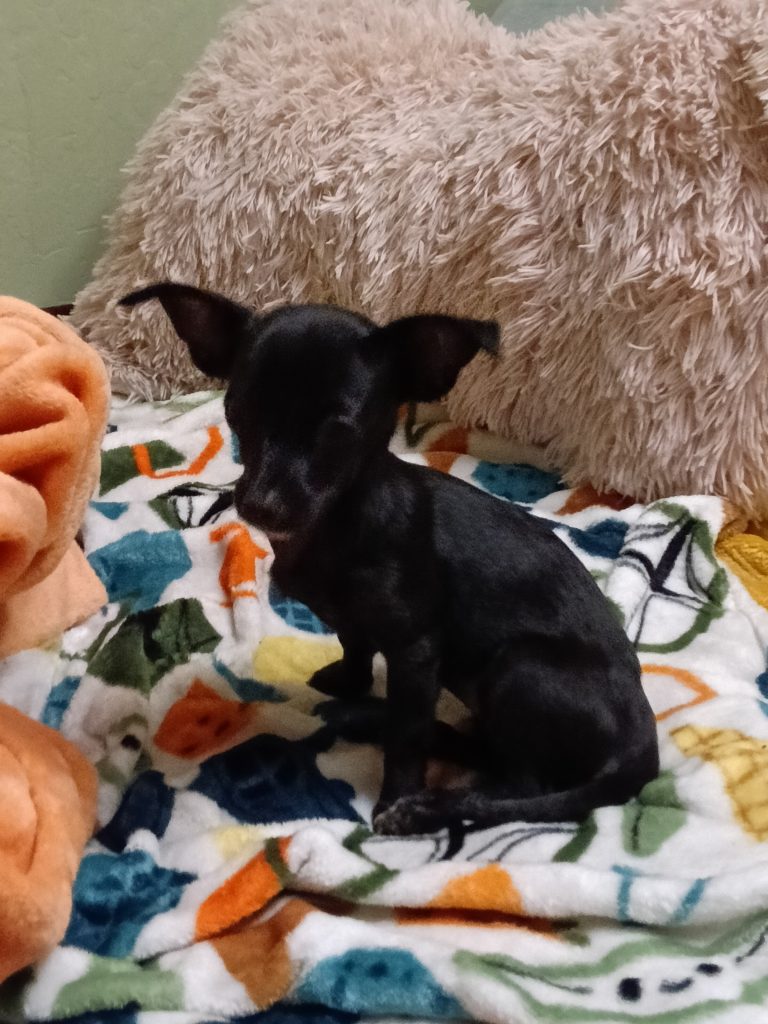 Biscochita, lost dog, Chihuahua mixed
