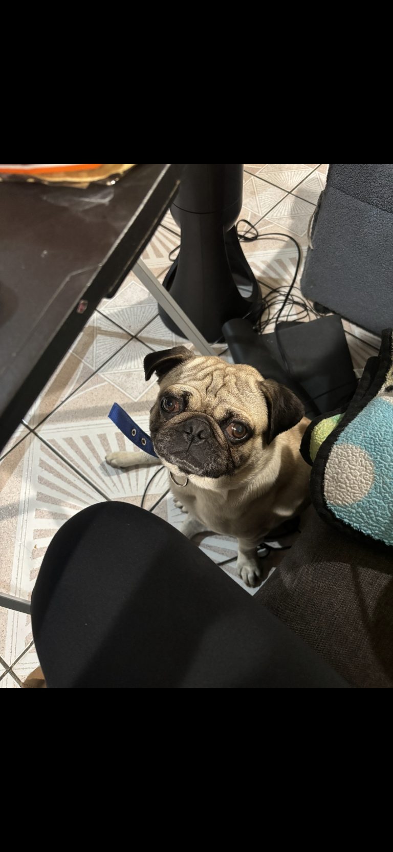 Chino, lost dog, Pug