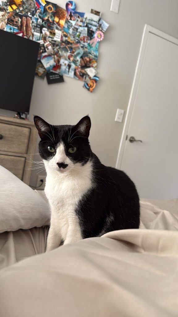 Chaplin, lost cat, Mixed short haired