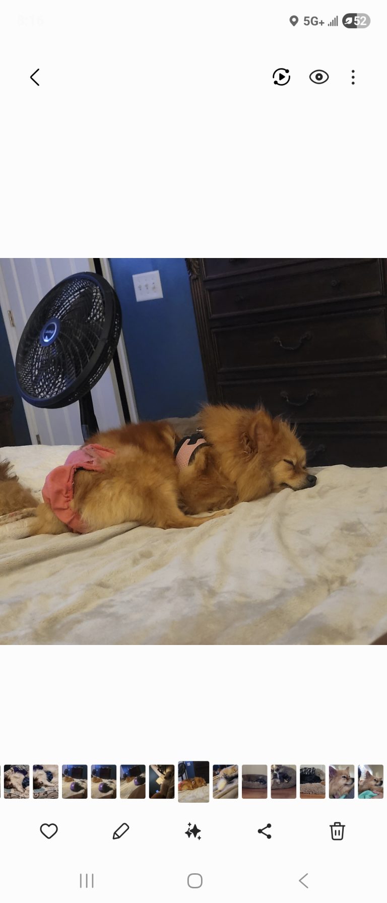 Peaches, lost dog, Pomeranian