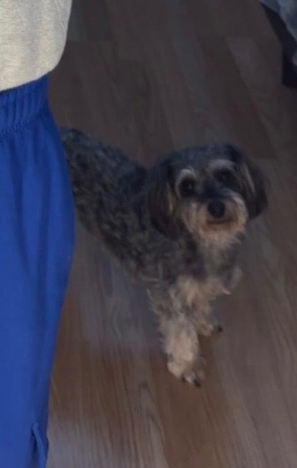 Nola, lost dog, Yorkipoo