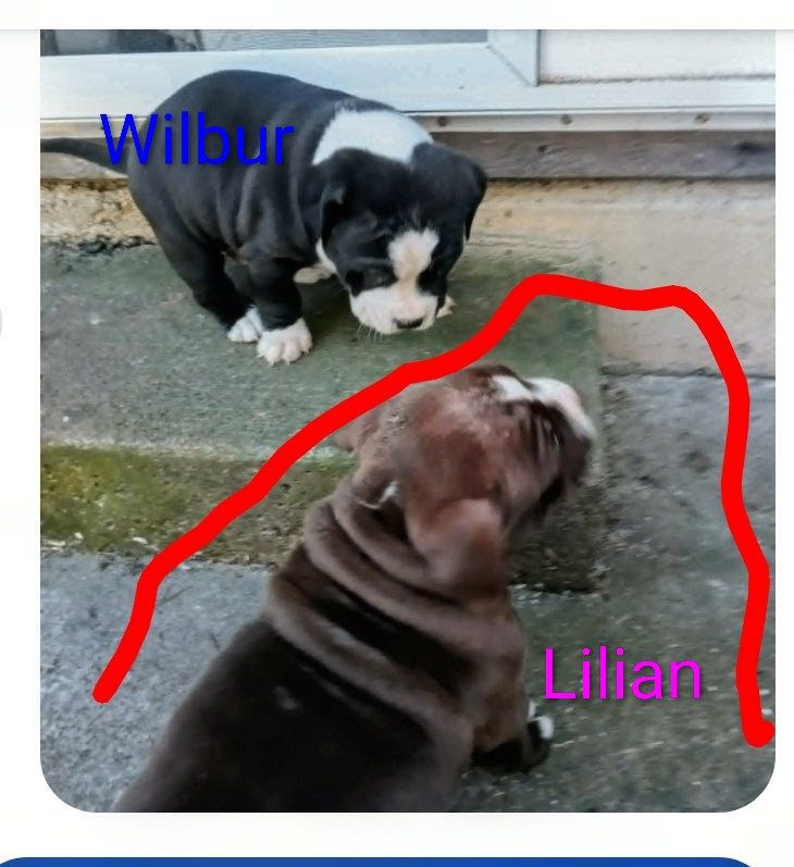 Lilian, lost dog, Mixed pitbull/cane corso