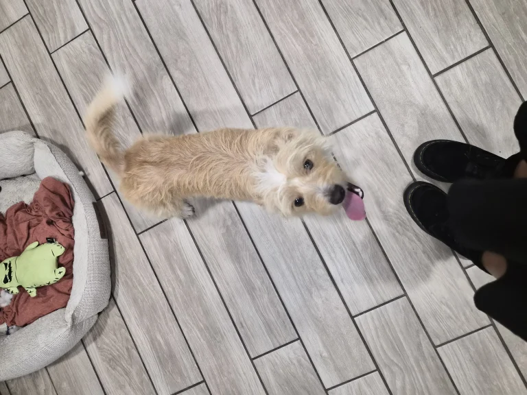 Max, lost dog, Wire hair Terrier Mix