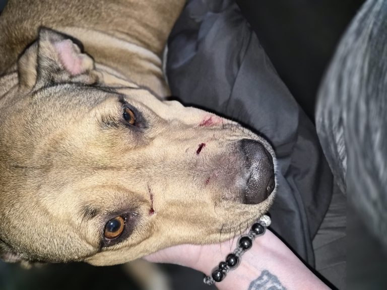 Qwen, lost dog, English Massive Pit