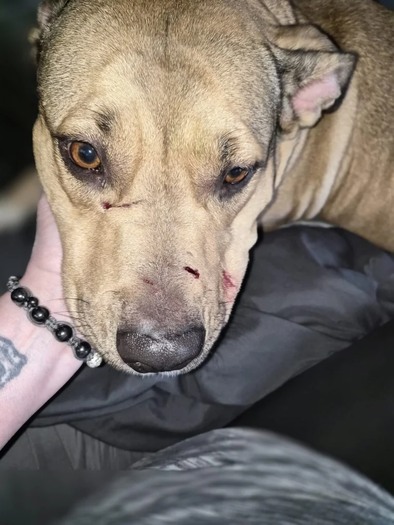 Qwen, lost dog, English Massive Pit