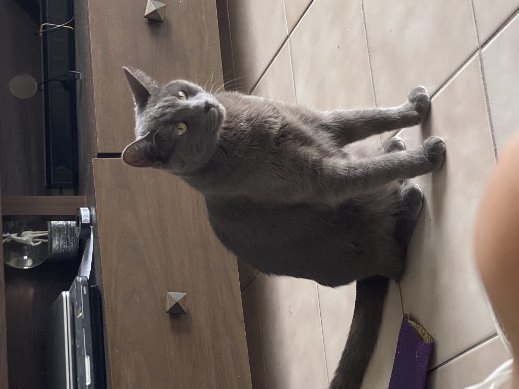 Cashmere, lost cat, Russian Blue