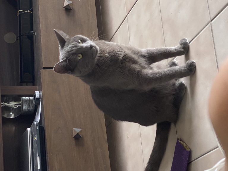 Cashmere, lost cat, Russian Blue