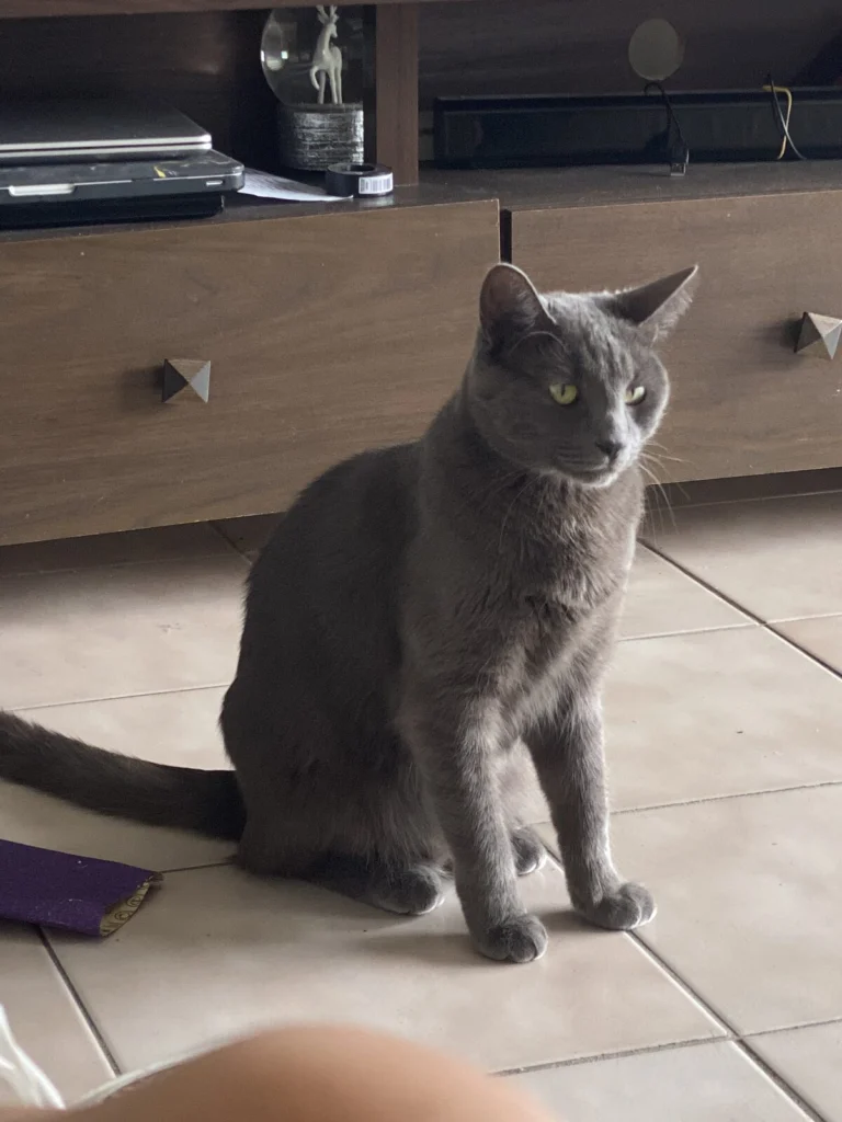 Cashmere, lost cat, Russian Blue