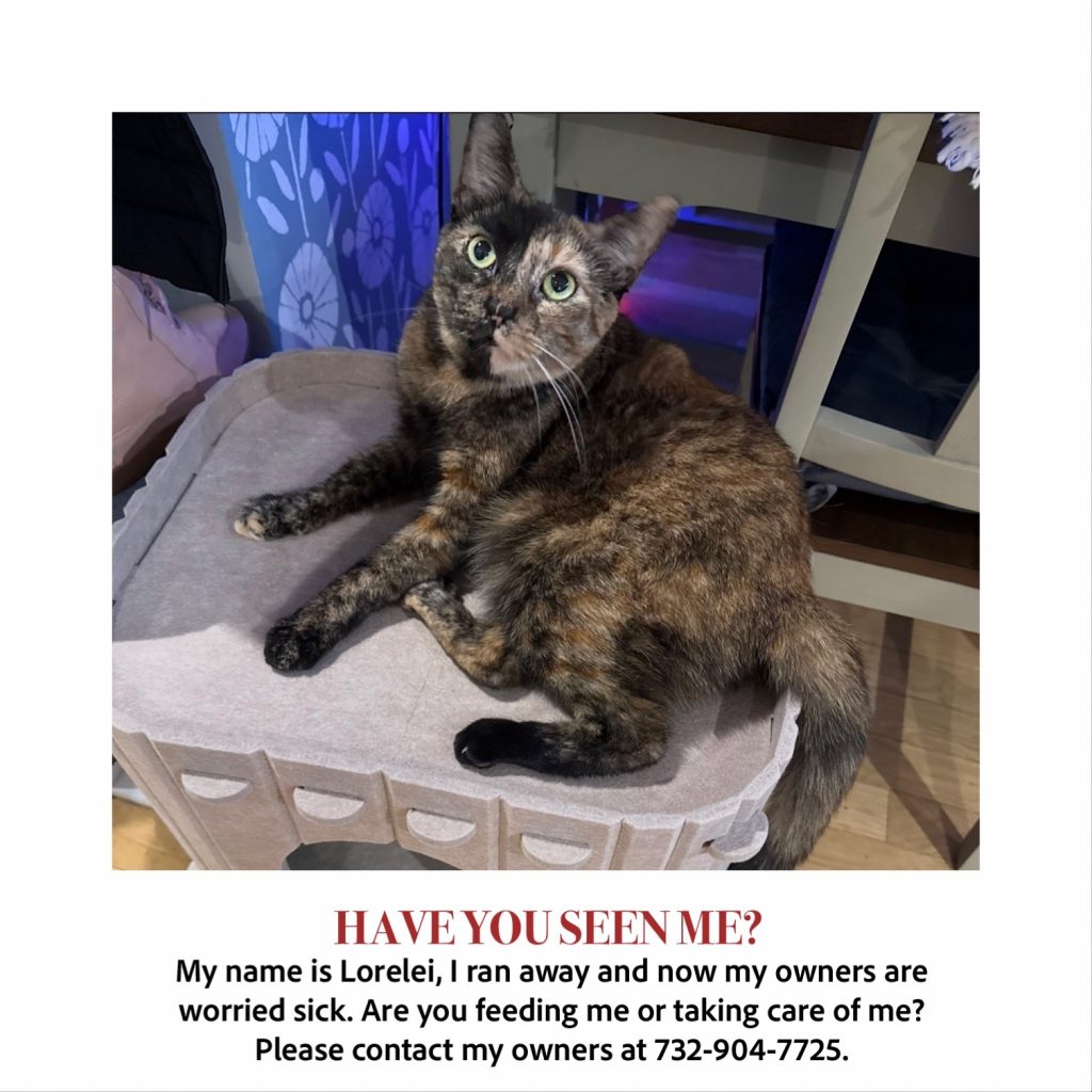 Lorelei, lost cat, Tortoiseshell